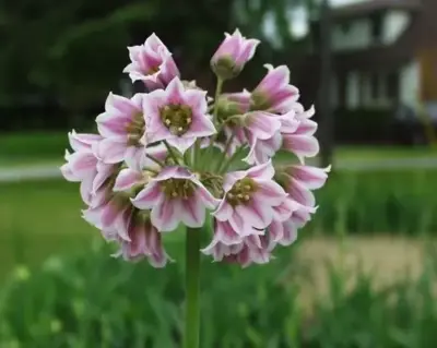 ALLIUM siculum