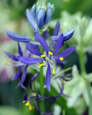 CAMASSIA quamash