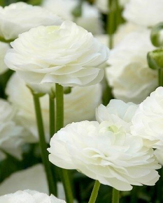 RANUNCULUS white