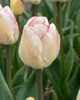 TULIPA 'Hugs and Kisses'