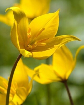 TULIPA sylvestris