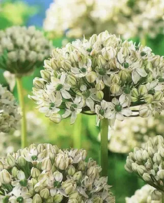 ALLIUM nigrum