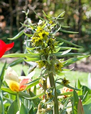 FRITILLARIA sewerzowii 'Green Eyes'