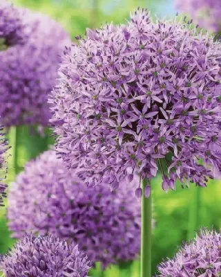 ALLIUM 'Gladiator'