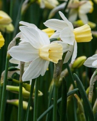 Narcissus 'Sailboat'