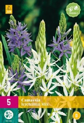 CAMASSIA leichtlinii mixed