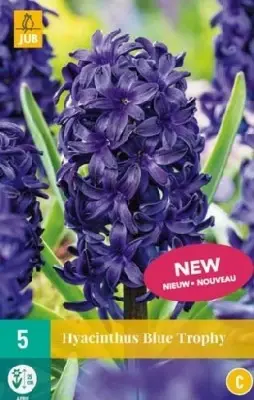 HYACINTHUS 'Blue Trophy'