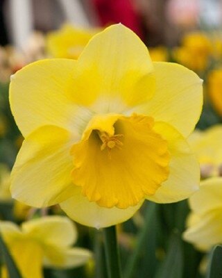 Narcissus 'Cairngorm'