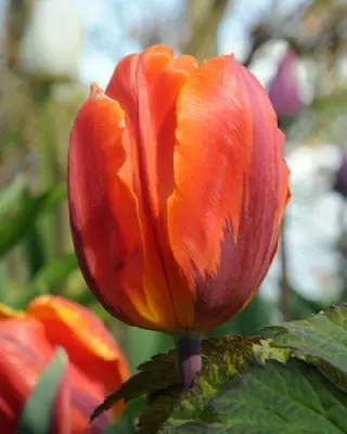 TULIPA 'Hermitage'