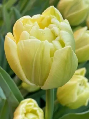 TULIPA 'Avant Garde'