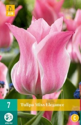 TULIPA 'Miss Elegance'