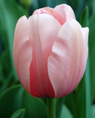 TULIPA 'Salmon Impression'