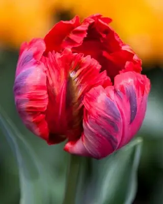 TULIPA 'Shining Parrot'