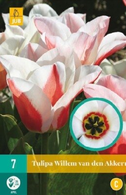 TULIPA 'Willem van den Akker