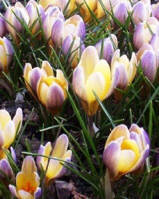 CROCUS 'Advance'