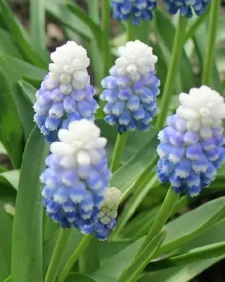 MUSCARI 'Mountain Lady'