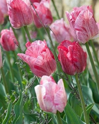 TULIPA 'Hemisphere'