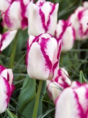 TULIPA 'Mata Hari'