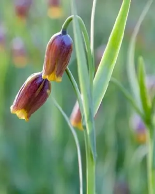 FRITILLARIA uva-vulpis