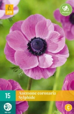 ANEMONE coronaria 'Sylphide'