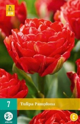 TULIPA 'Pamplona'