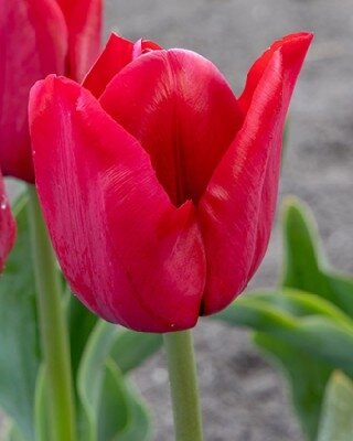 TULIPA 'Ile de France'