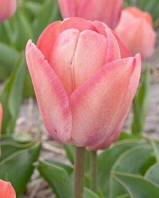 TULIPA 'Apricot Pride'