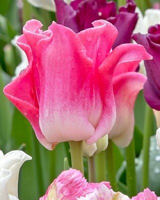 TULIPA 'Crown of Dynasty'