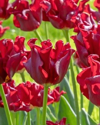 TULIPA 'Red Dress'