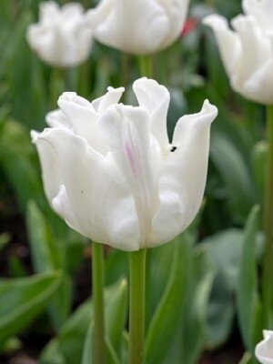 TULIPA 'White Liberstar'