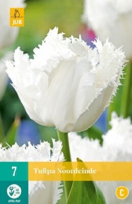 TULIPA 'Noordeinde'