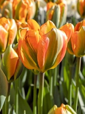 TULIPA 'Orange Marmalade'