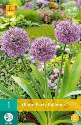 ALLIUM 'Party Balloons'