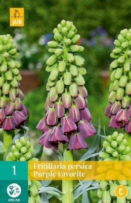 FRITILLARIA persica 'Purple Favorite'