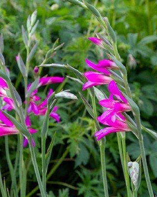 GLADIOLUS communis byzantinus