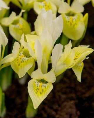 IRIS reticulata 'Katherines Gold'