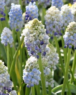 MUSCARI armeniacum 'Nature's Beauty'