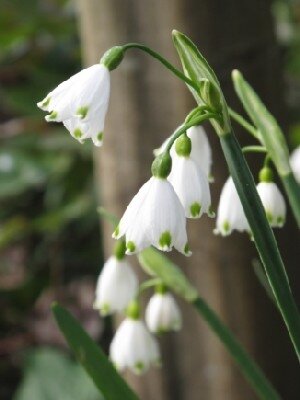 LEUCOJUM aestivum