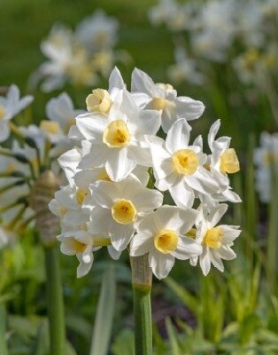 Narcissus 'Avalanche'