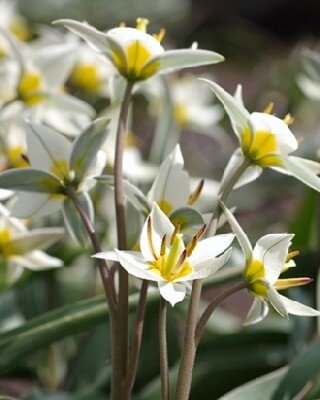 TULIPA turkestanica