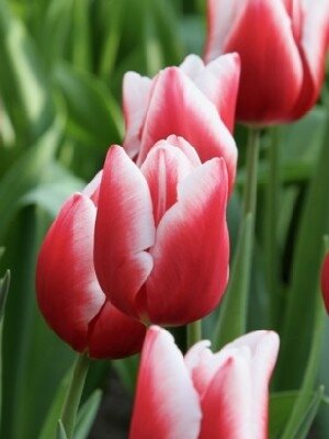 TULIPA 'Universum'