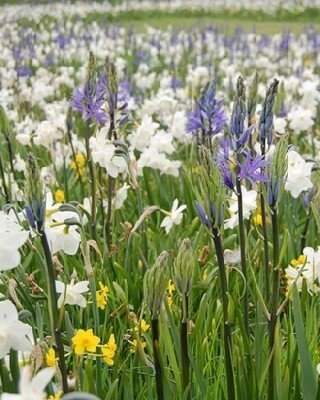 NARCISSI & CAMASSIA BRIGHTON MIX