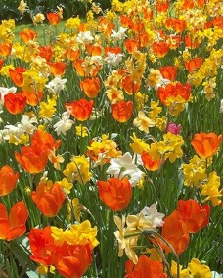 TULIP & NARCISSI SUNSET MIX