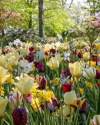 TULIP & NARCISSI WILD GARDEN MIX