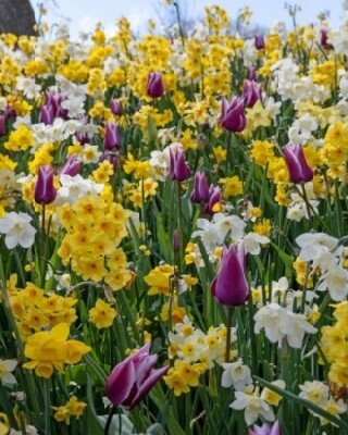 TULIP & NARCISSI PURPLE DETAILS MIX