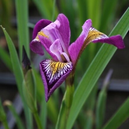 Aquatic Plants - Provender Nurseries - Wholesale Nursery in Swanley, Kent