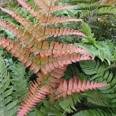 Evergreen Ferns - Provender Nurseries - Wholesale Nursery in Swanley, Kent