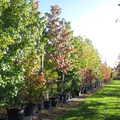 Feathered Trees | Provender Nurseries - Provender Nurseries - Wholesale ...